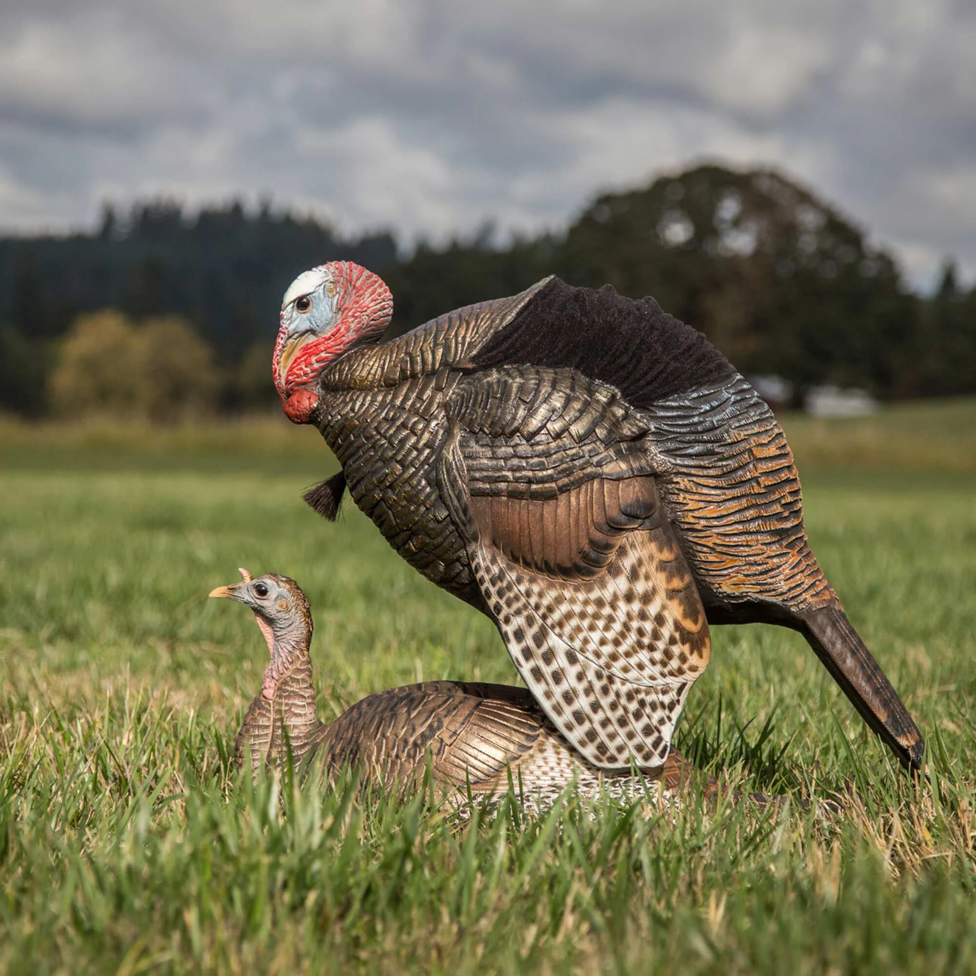 DSD Mating Motion Pair - Image 3