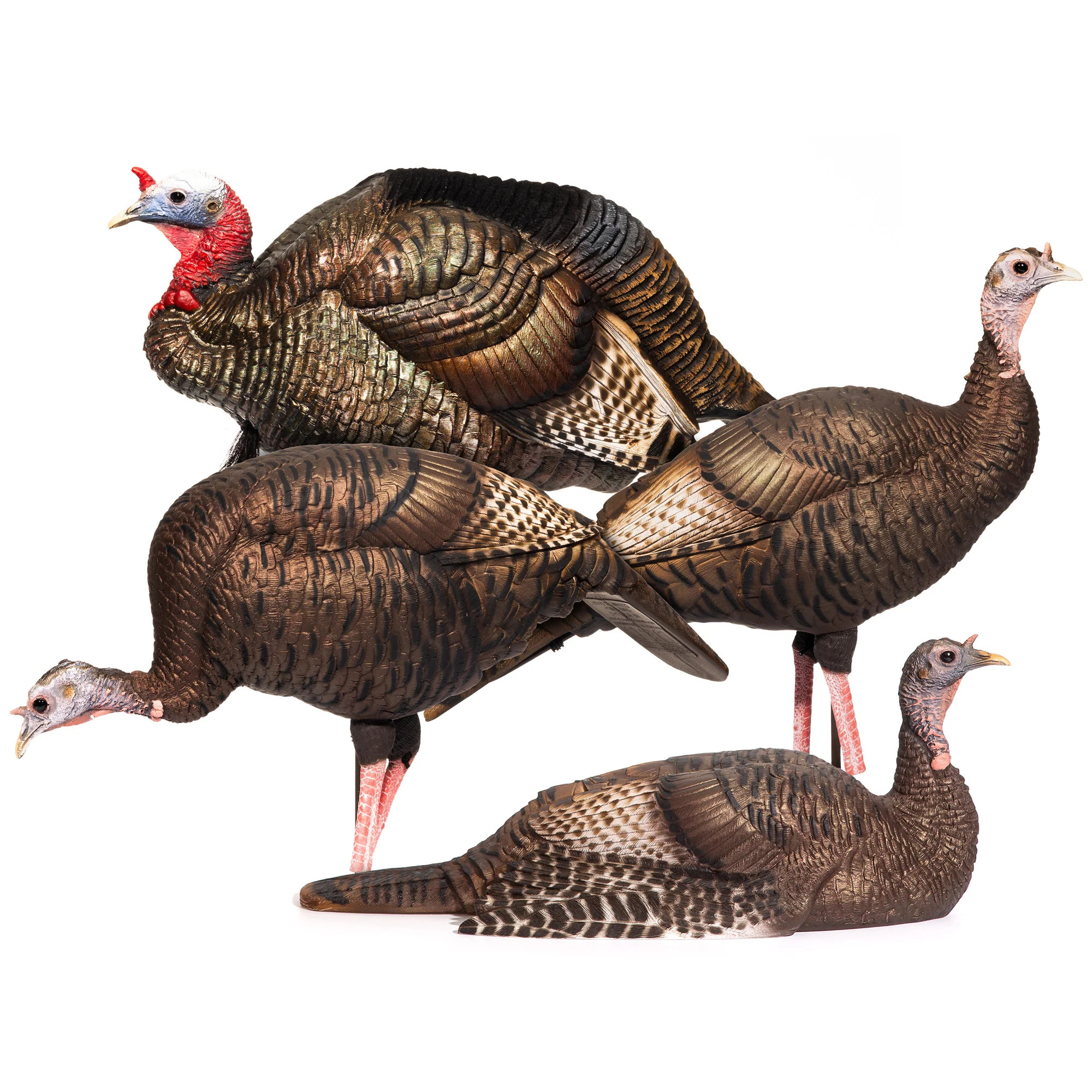 DSD Turkey Flock