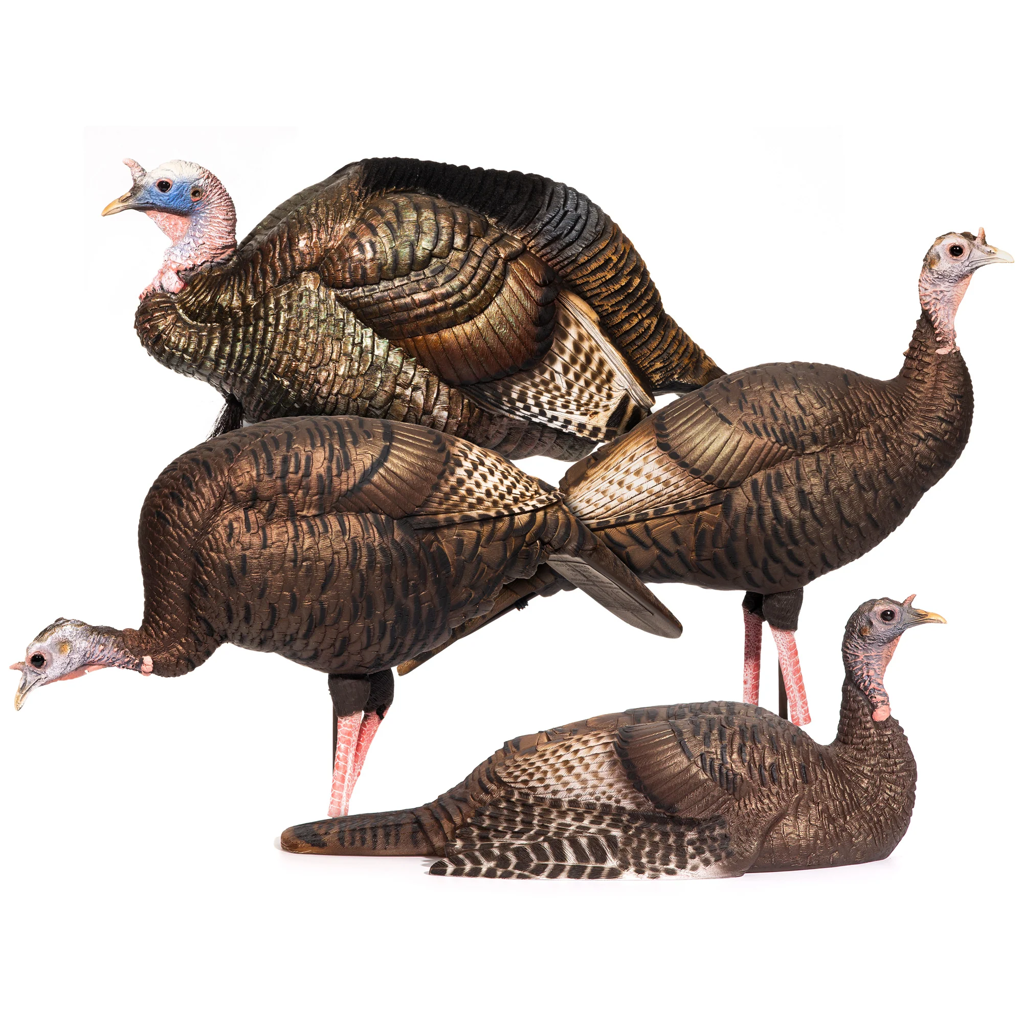 DSD Turkey Flock - Image 2