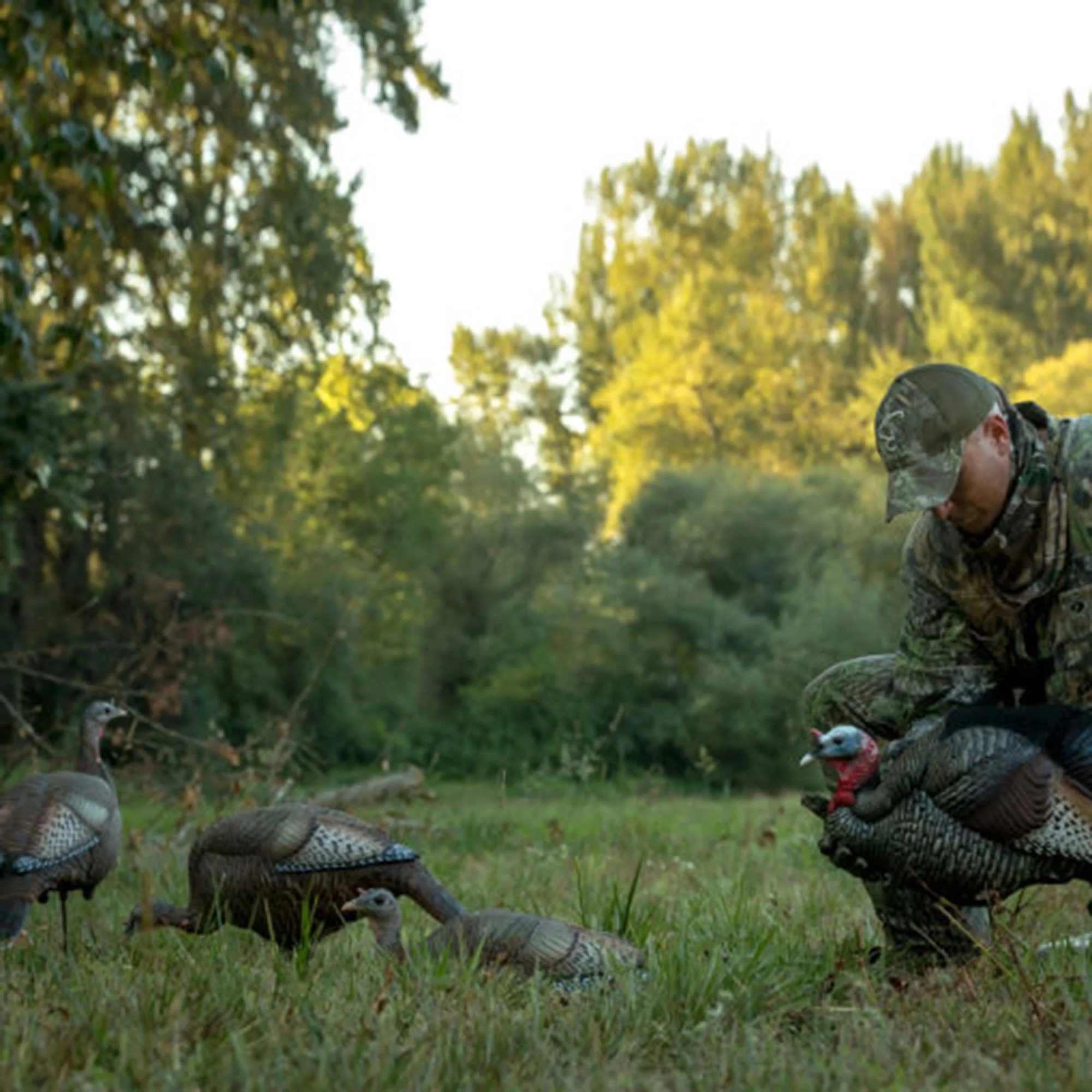 DSD Turkey Flock - Image 3