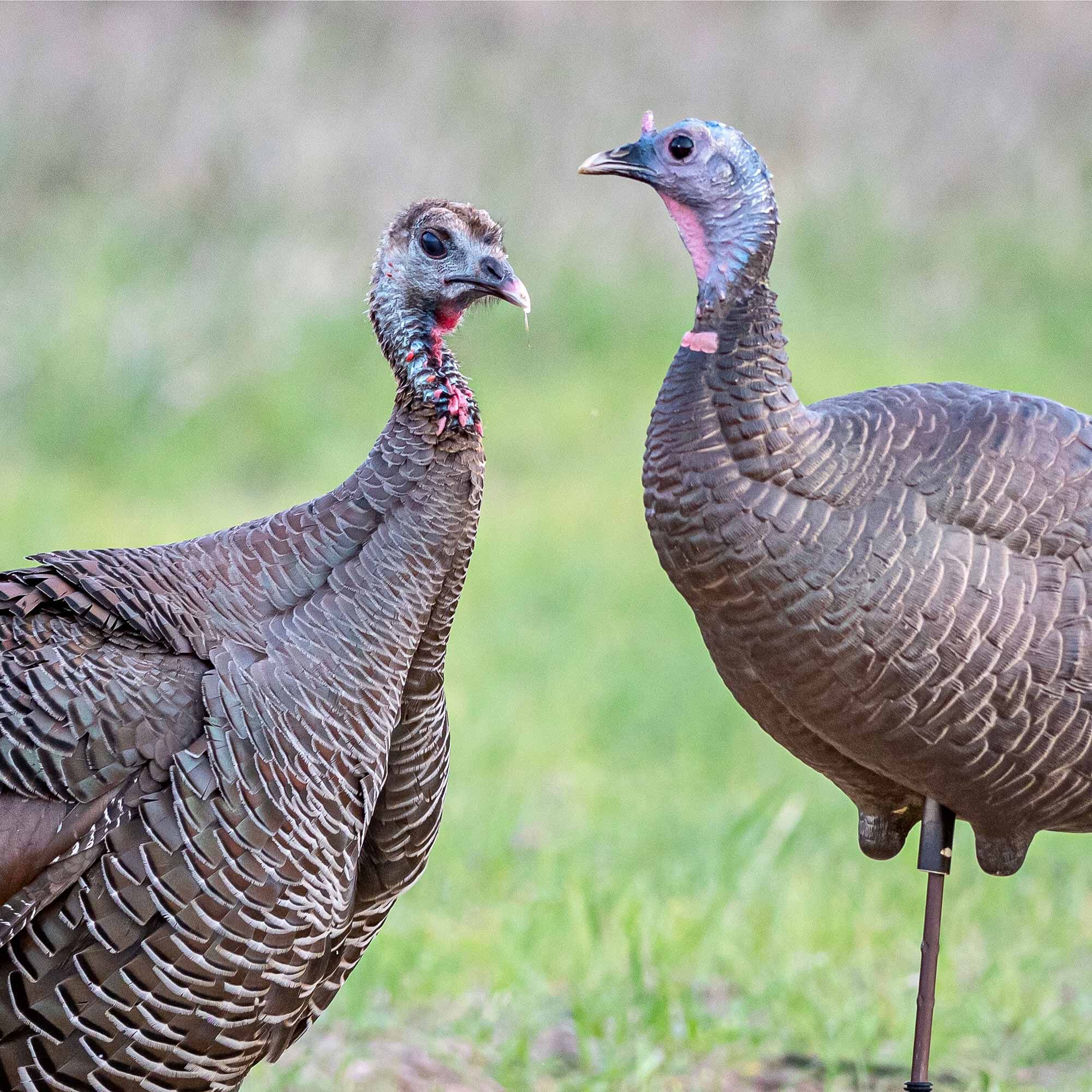DSD Upright Hen Decoy - Image 2