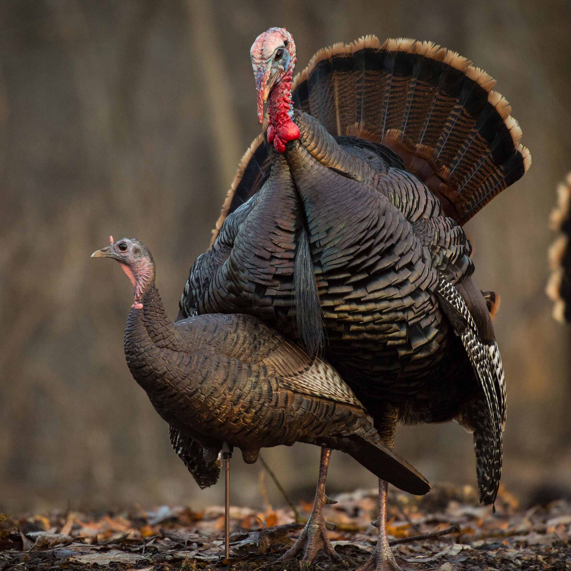 DSD Upright Hen Decoy - Image 3