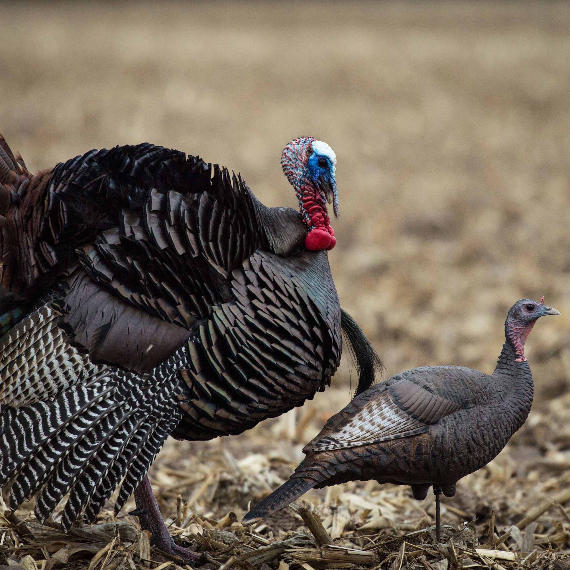 DSD Upright Hen Decoy - Image 4